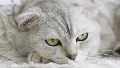 澳门金沙官网App下载|企业运动会v1.7.4